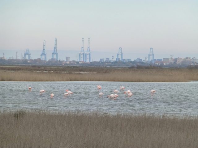 Où trouver les meilleurs endroits pour observer les flamants roses ?