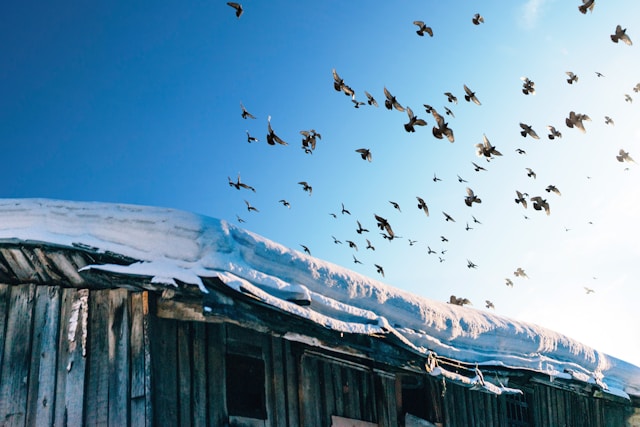 Où observer les migrations d’oiseaux pour vivre une expérience exceptionnelle ?