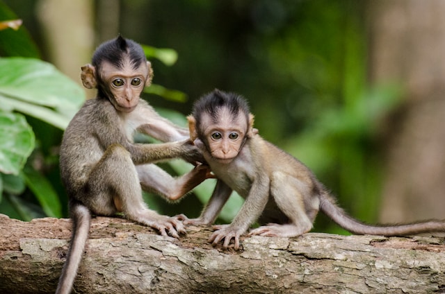 Où trouver les singes dans leur habitat naturel ?