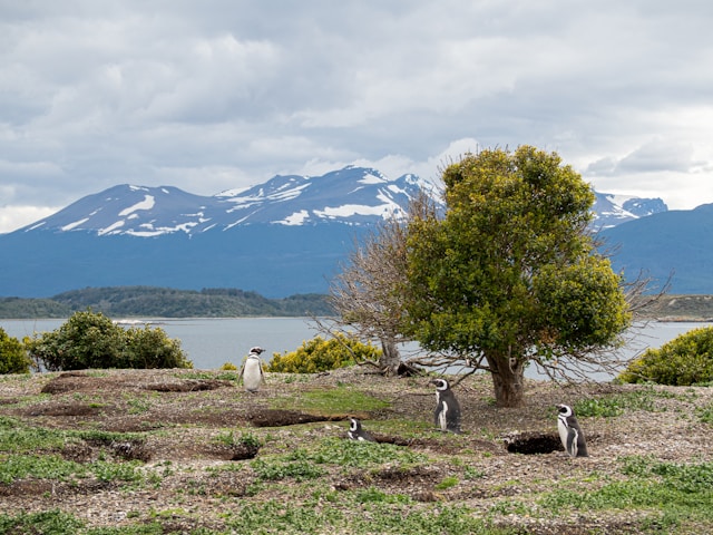 Les meilleurs endroits pour observer les pingouins de Magellan ?