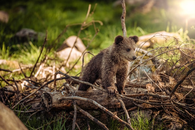 Amoureux des animaux : les destinations idéales