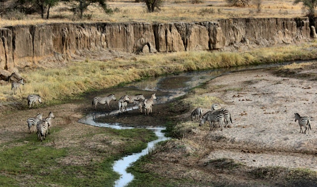 Quels sont les safaris incontournables à faire en Afrique ?