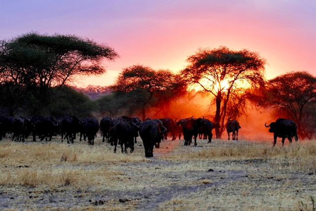 Quelles sont les meilleures réserves naturelles à visiter lors d’un safari en Afrique ?