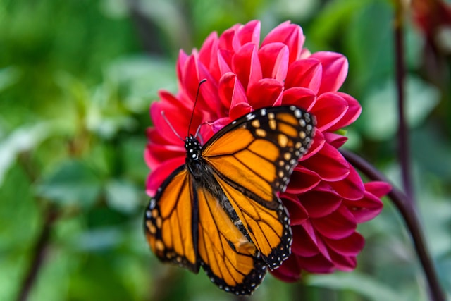 Où trouver les meilleurs endroits pour observer les papillons monarques ?