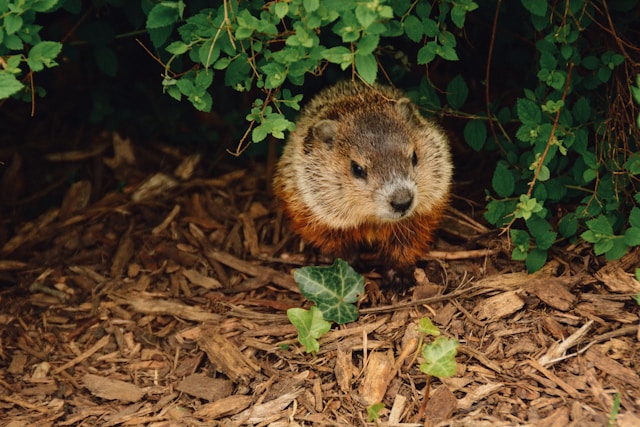 Comment créer un habitat adapté pour vos rongeurs : guide pratique