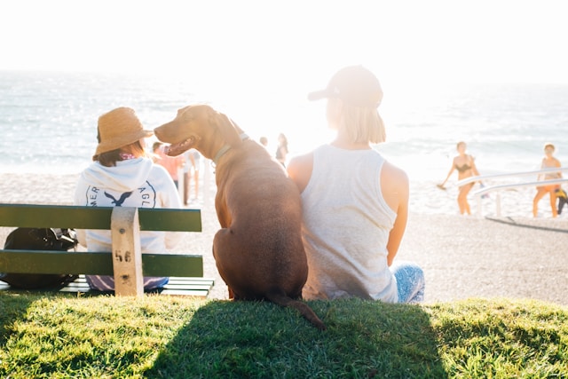 Les animaux de compagnie et leur impact sur la vie familiale