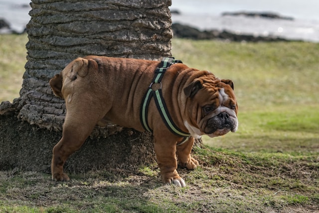 Comment gérer les comportements de marquage chez les animaux familiers