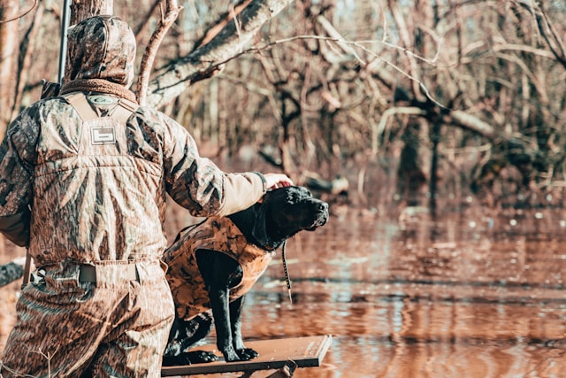 Zoom sur les techniques de dressage pour chiens de chasse : méthodes et conseils