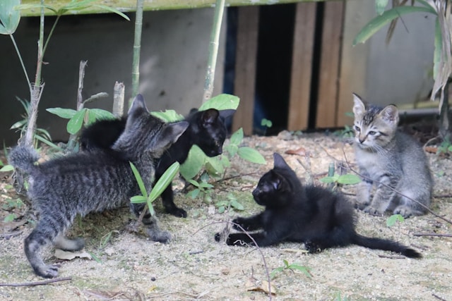 Comment prévenir les conflits entre chats à la maison