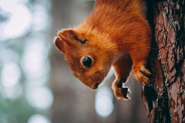 Comment réussir la transition alimentaire chez les animaux